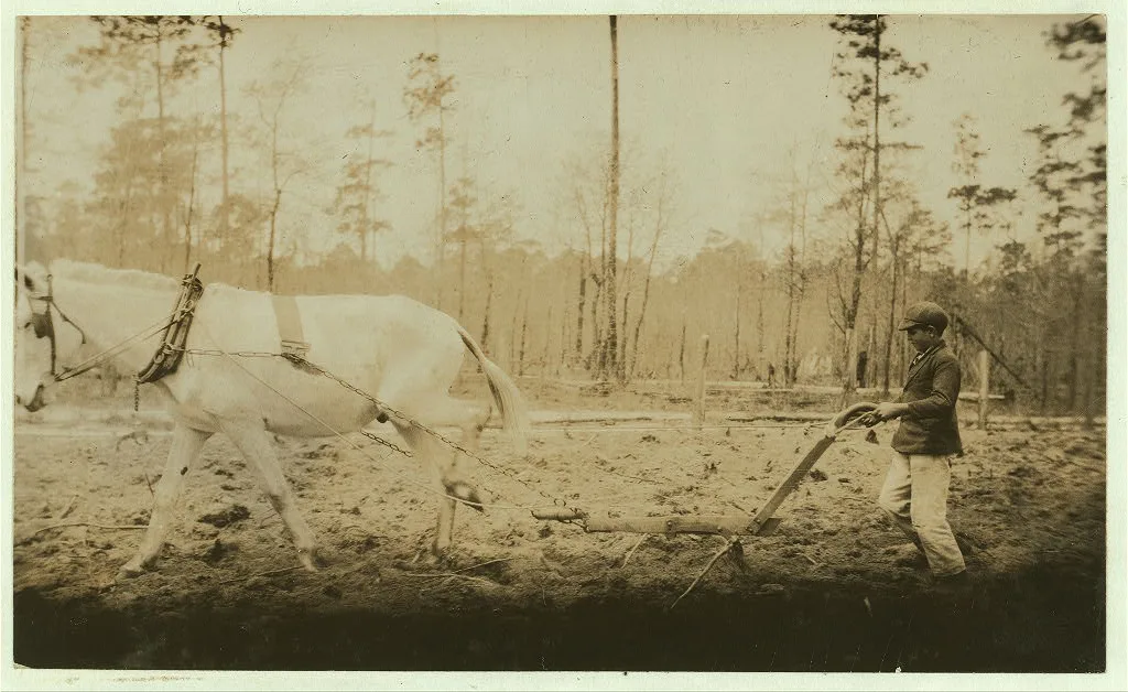 [Rader Copeland (Lake Park). He was plowing during school hours and…, Georgia, 1915