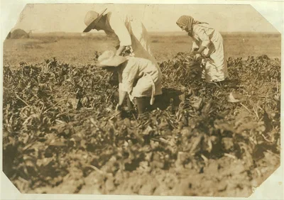 [Part of Walker family pulling and piling beets. See label 4018.] …, Colorado, 1915