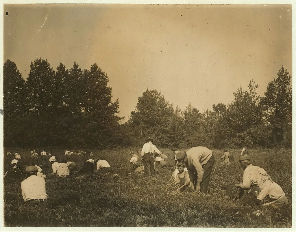 General view of Forsythe's Bog, Turkeytown, near Pemberton, N.J. with…, New Jersey, 1910