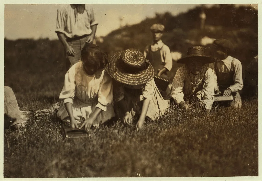 Showing pickers at Swift's Bog. Location: Falmouth [vicinity] -…, Massachusetts, 1911