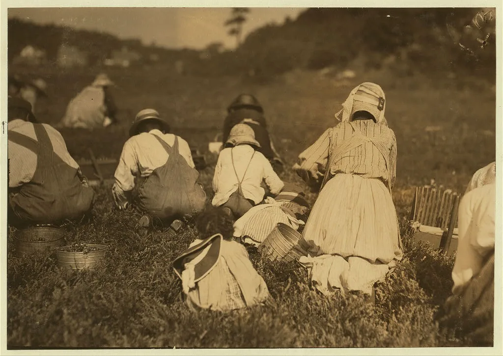 Young pickers on Swift's Bog. All working: including baby in…, Massachusetts, 1911