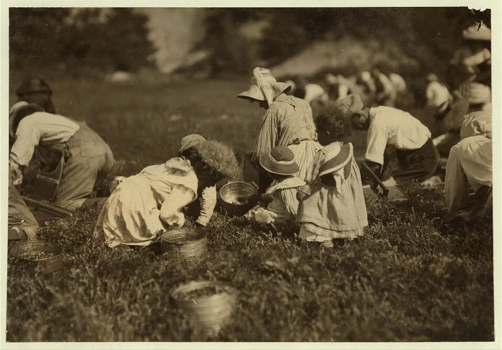 Young pickers on Swift's Bog. All working. Location: Falmouth…, Massachusetts, 1911