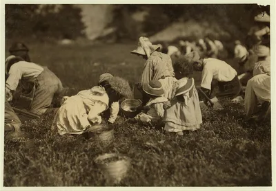 Young pickers on Swift's Bog. All working. Location: Falmouth…, Massachusetts, 1911