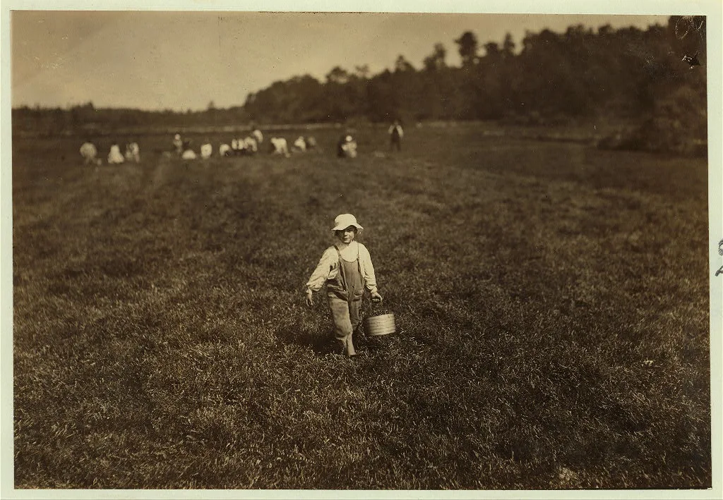 Bringing in one measure. Location: Falmouth - Plimmey [?] Bog,…, Massachusetts, 1911