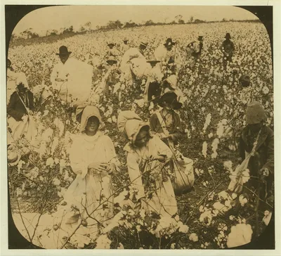 [A picture of a cotton field], 1912
