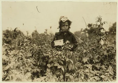 Annie Bissie, a little picker in the fields near B[alti]more. (See…, Maryland, 1909