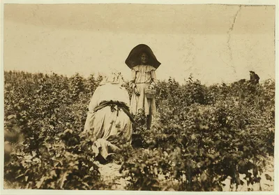 A young berry picker on Bottomley's farm, near Baltimore, Md. She…, Maryland, 1909