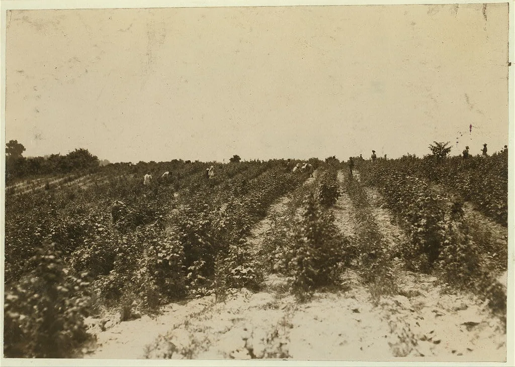 View of the berry fields near Baltimore, Md. Many girls and boys, old…, Maryland, 1909