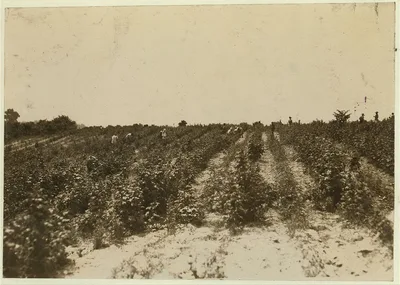 View of the berry fields near Baltimore, Md. Many girls and boys, old…, Maryland, 1909