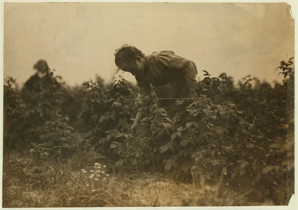 A young berry picker on a Rock Creek farm near Baltimore, Md. …, Maryland, 1909