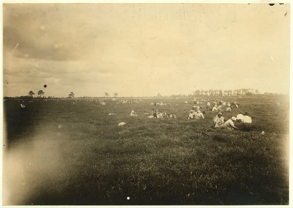 General view of White's Bog.  Location: Browns Mills, New Jersey, 1910