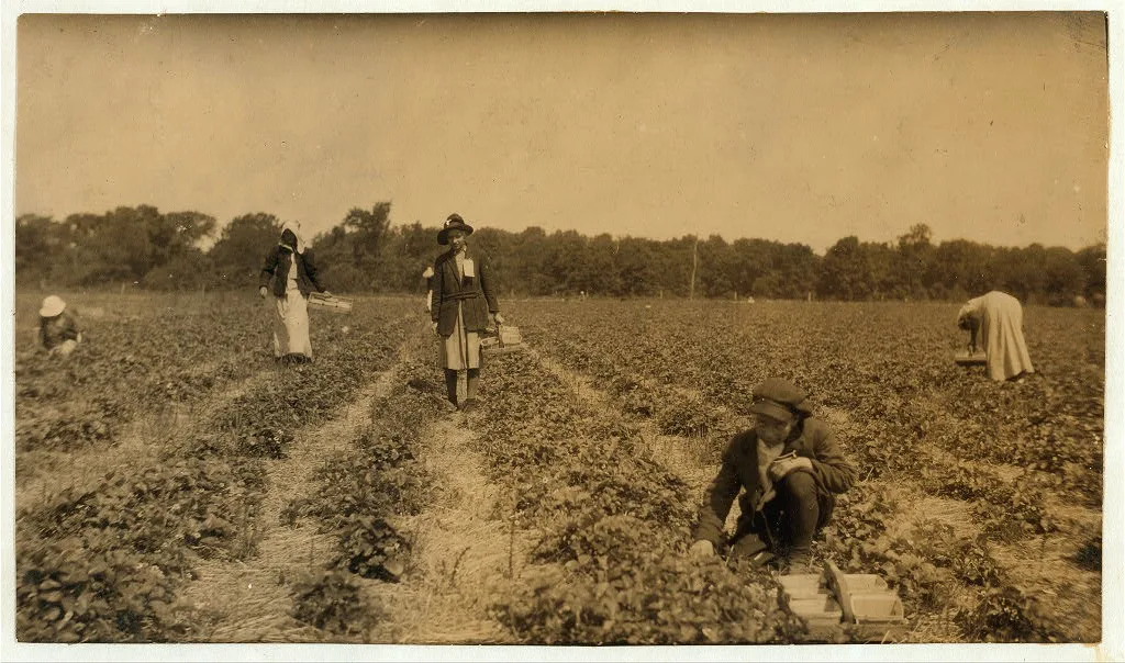 [Picking strawberries on Clagett and Covington farm. They will have…, Kentucky, 1916