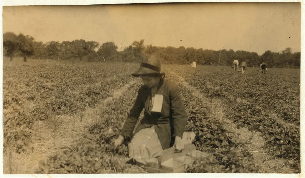 [Picking strawberries on Clagett and Covington farm. They will have…, Kentucky, 1916