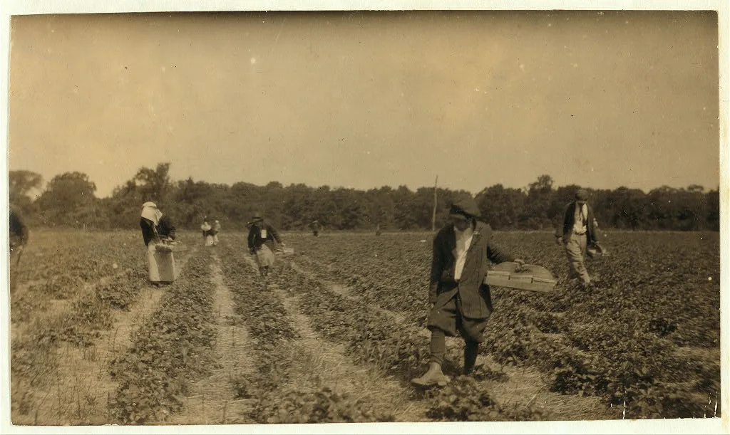 [Picking strawberries on Clagett and Covington farm. They will have…, Kentucky, 1916