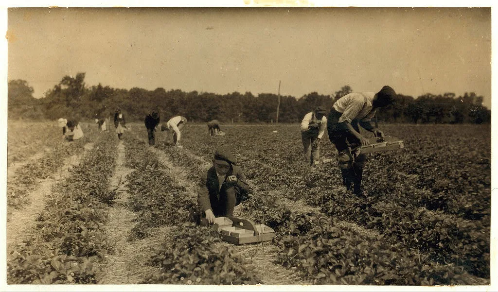 [Picking strawberries on Clagett and Covington farm. They will have…, Kentucky, 1916