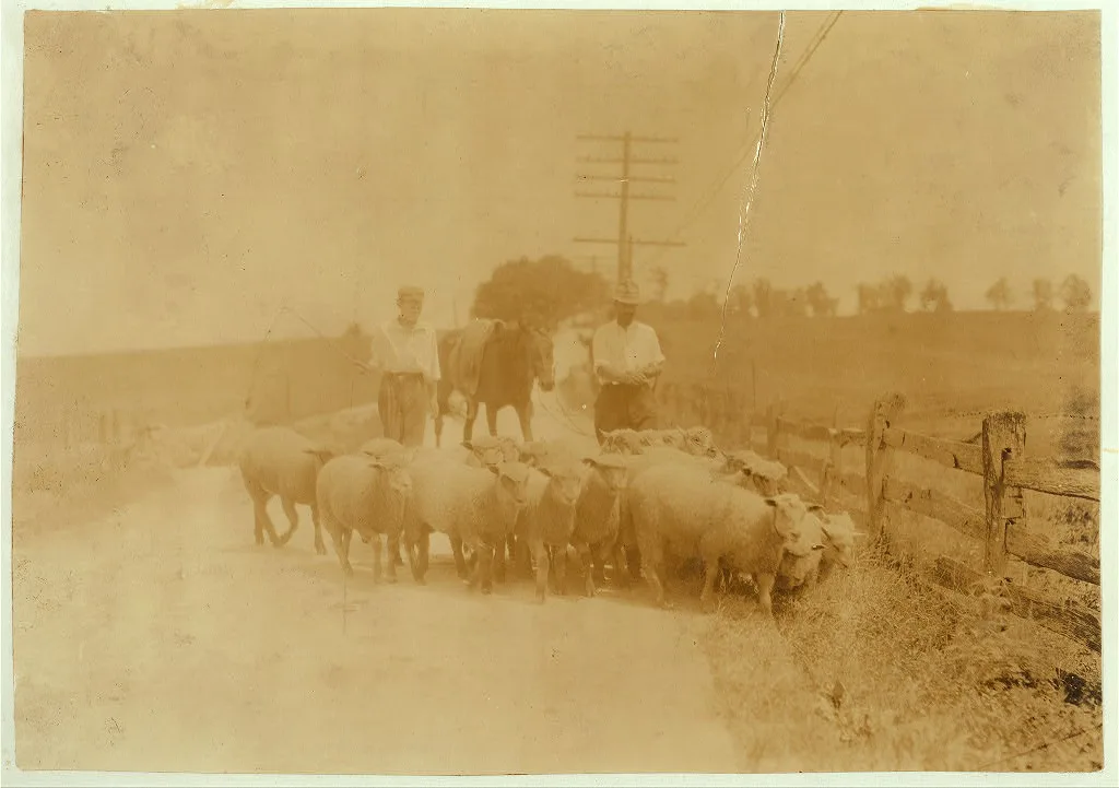 Driving sheep to town. Gartland boy (did not get first name) Mother…, Kentucky, 1916