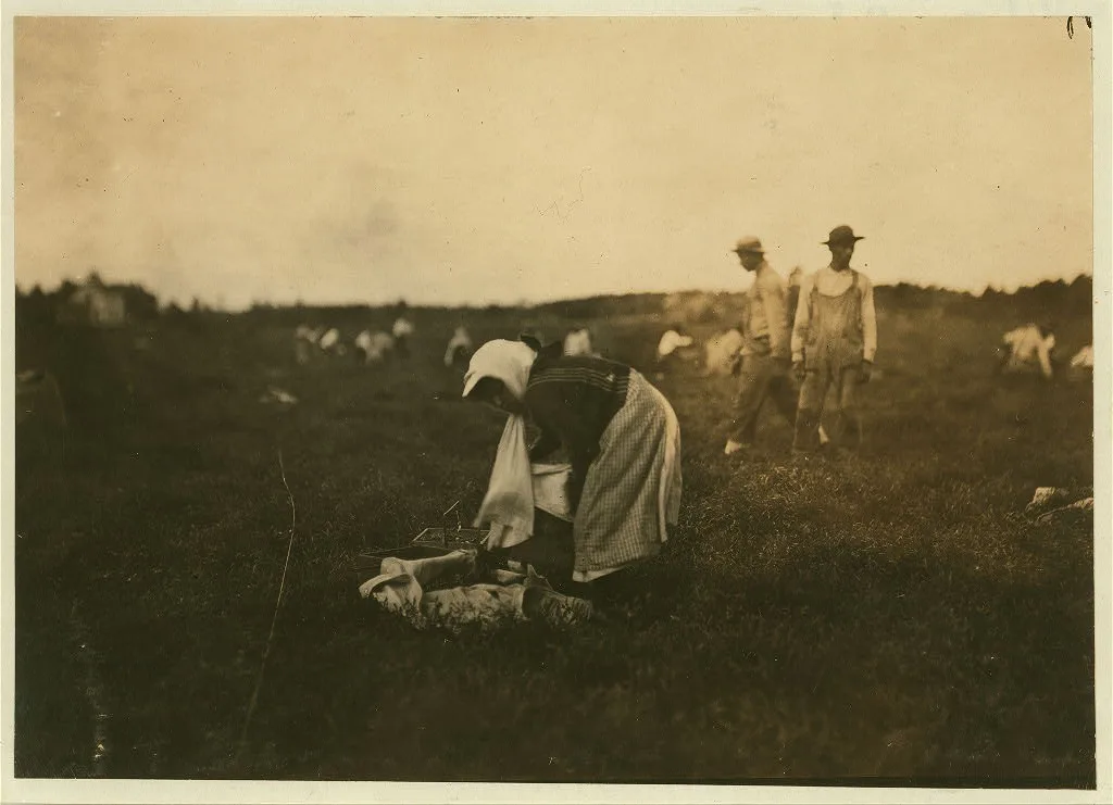 Girl who said she was 11 picking and carrying cranberries. Location:…, Massachusetts, 1911