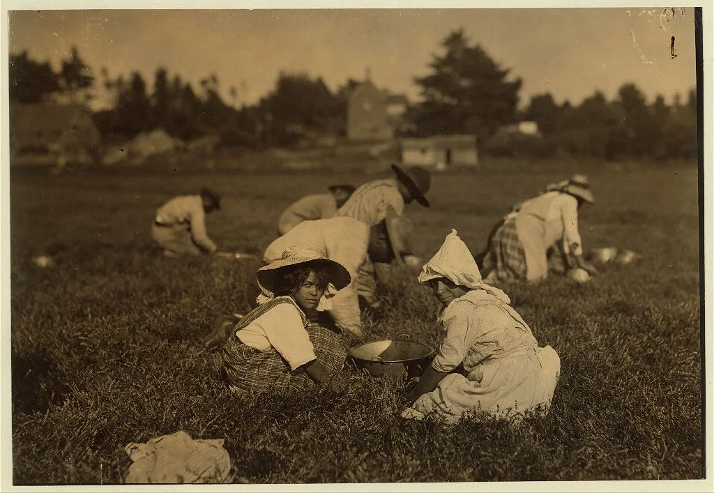 Celia Perry. A young picker living in Rochester, Mass. Rochester…, Massachusetts, 1911