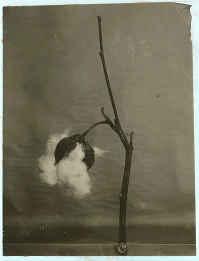 Cotton as it is when growing, 1912