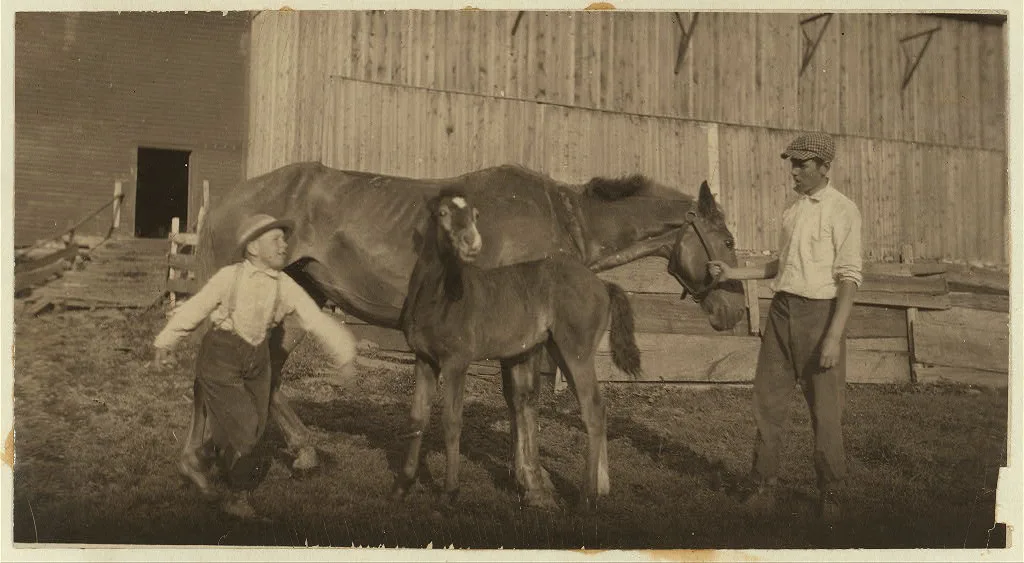 Eight-year old Jack taking care of the colt. See Hine Report, Rural…, Massachusetts, 1915