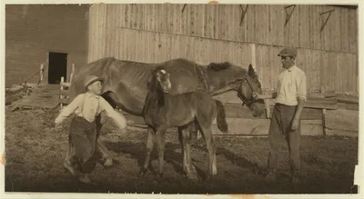 Eight-year old Jack taking care of the colt. See Hine Report, Rural…, Massachusetts, 1915