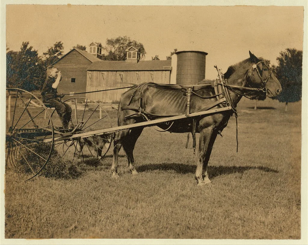 Eight-year old Jack driving horse rake. A small boy has difficulty…, Massachusetts, 1915