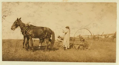 [Lucy Saunders hitching the team to the horse rake. See Hine Report,…, Massachusetts, 1915