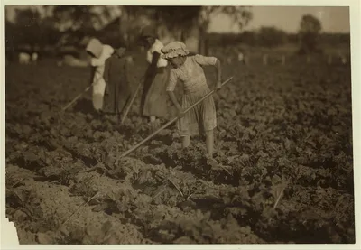 Barbara Lieber, nine-year old beet worker hoeing with her eleven-year…, Wisconsin, 1915