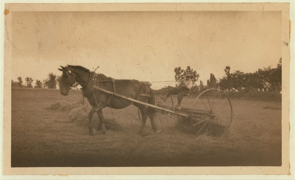 Eight-year old Jack driving horse rake. A small boy has difficulty…, Massachusetts, 1915