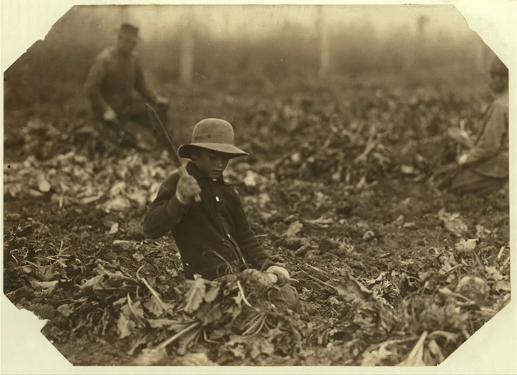 12 year old Lahnert boy, near Ft. Collins, Colo., topping beets. The…, Colorado, 1915