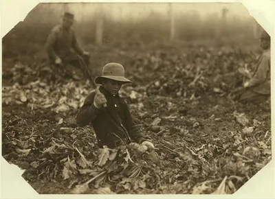12 year old Lahnert boy, near Ft. Collins, Colo., topping beets. The…, Colorado, 1915