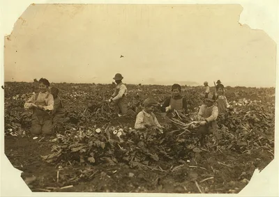 Two families were represented here, topping beets on farm near Ft.…, Colorado, 1915