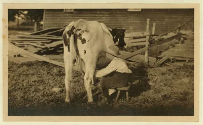 Eight-year old Jack milking the cows. See Hine Report, Rural Child…, Massachusetts, 1913