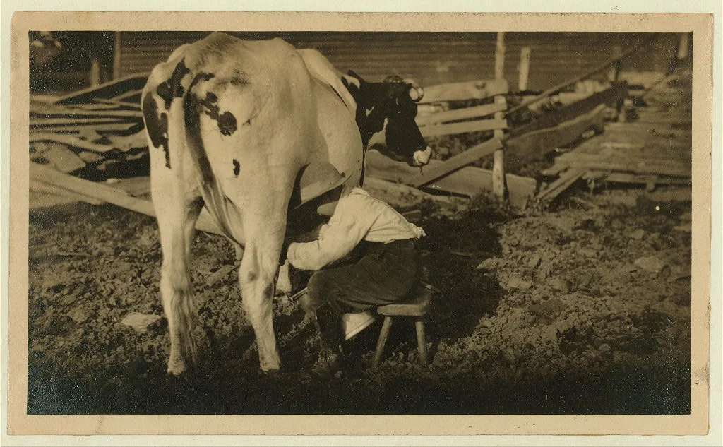 [Eight-year old Jack milking the cows. See Hine Report, Rural Child…, Massachusetts, 1913