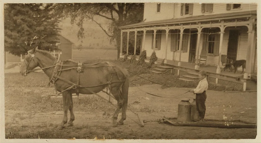 [Eight-year old Jack carrying cans of milk on stone boat. This…, Massachusetts, 1915