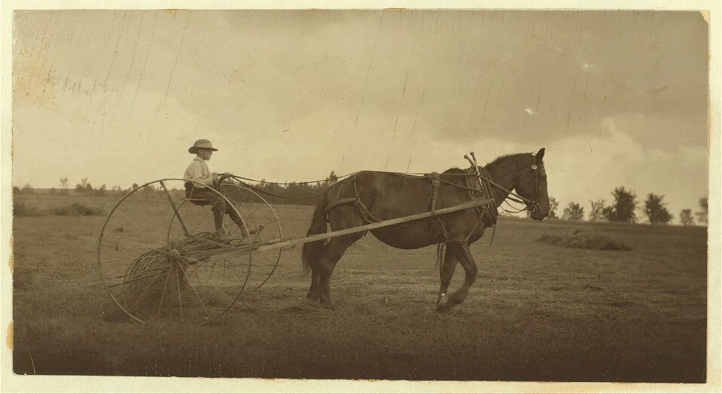 Eight-year old Jack driving horse rake. A small boy has difficulty…, Massachusetts, 1915