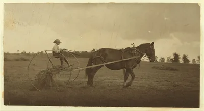 Eight-year old Jack driving horse rake. A small boy has difficulty…, Massachusetts, 1915