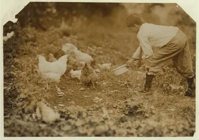 [Work that Educates.Twelve-year old boy tending chickens with his…, Vermont, 1914