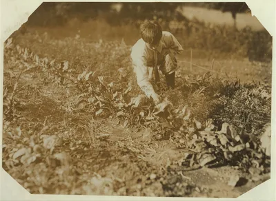Work that Educates. Weeding with his father, John Spargo. Bennington,…, Vermont, 1914