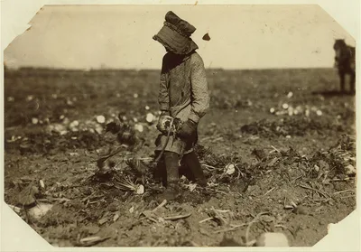 Ten-year-old Mollie Steuben topping beets. Many children of this age…, Colorado, 1915
