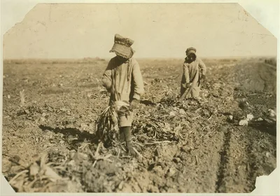 [Ten-year-old Mollie Steuben topping beets. Many children of this age…, Colorado, 1915