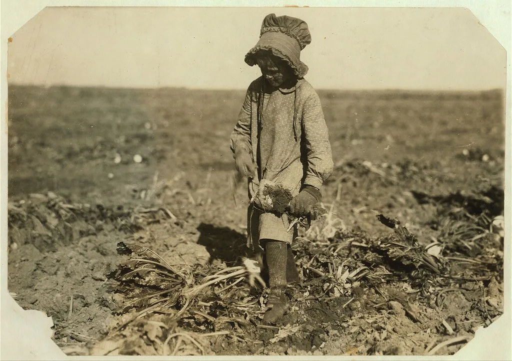 [Ten-year-old Mollie Steuben topping beets. Many children of this age…, Colorado, 1915