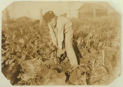 (See label 4010) Eight-year-old boy tugging at the beets. There is a…, Colorado, 1915