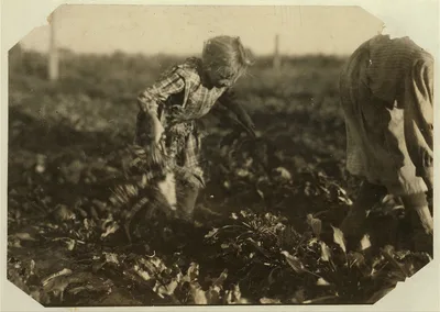 Seven-year-old Maggie Wohn pulls and piles the beets. See preceding…, Colorado, 1915