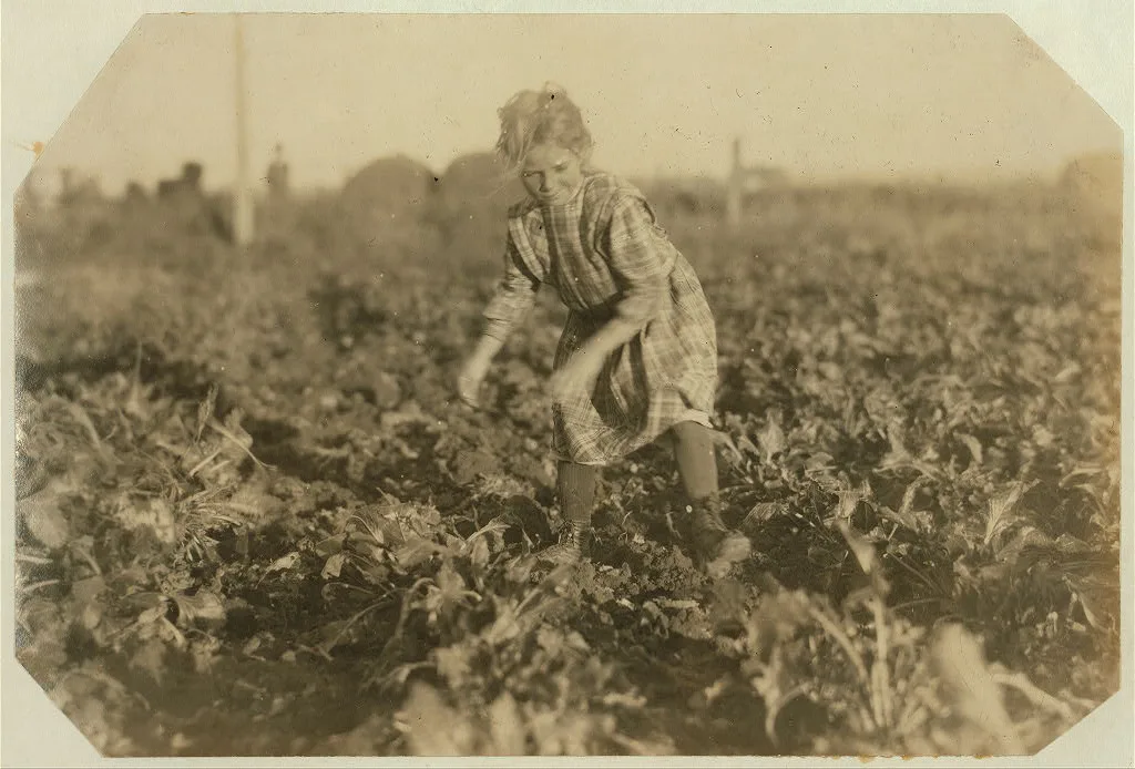 [Seven-year-old Maggie Wohn pulls and piles the beets. See preceding…, Colorado, 1915