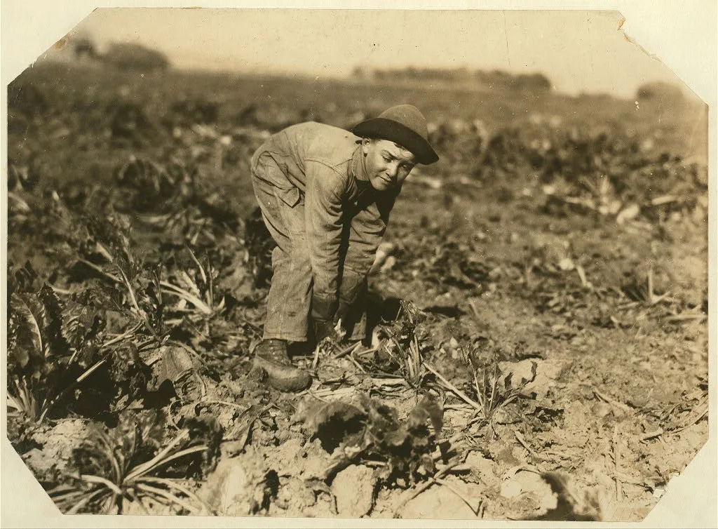Missing. Pulling beets.  Location: [Colorado?], 1915
