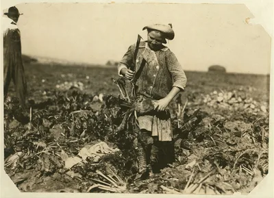 Nine-year old Pauline Reiber topping beets, a dangerous and hard job…, Colorado, 1915