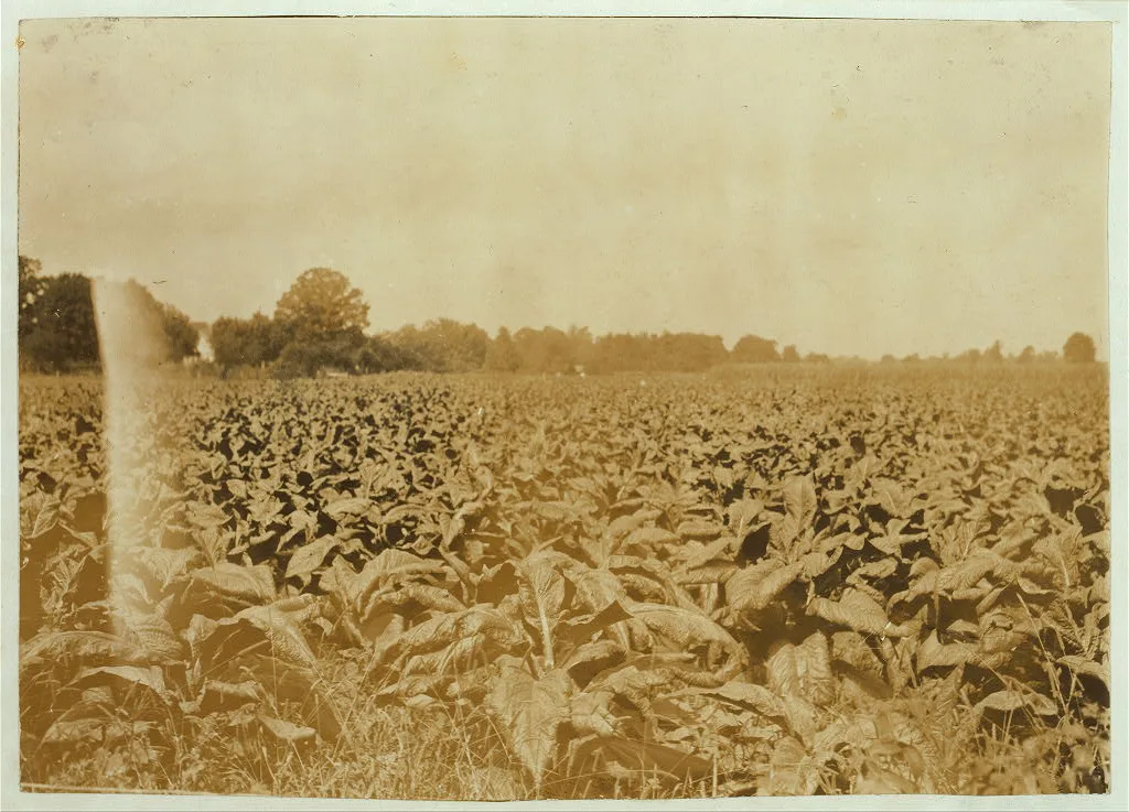 A typical farm home. Tobacco and corn surrounding the house. …, Kentucky, 1916