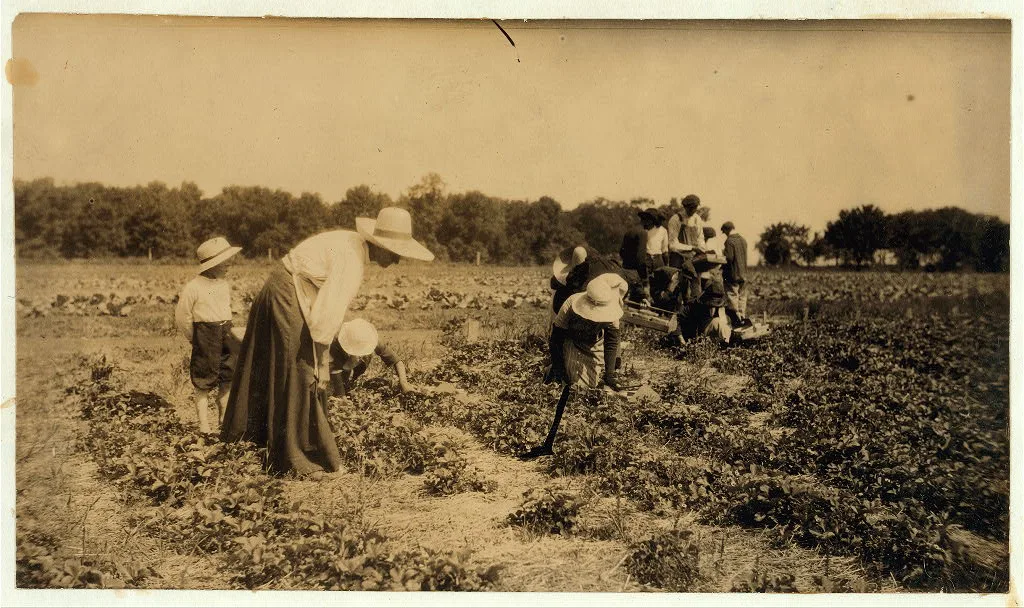 [Picking strawberries on Clagett and Covington farm. They will have…, Kentucky, 1916