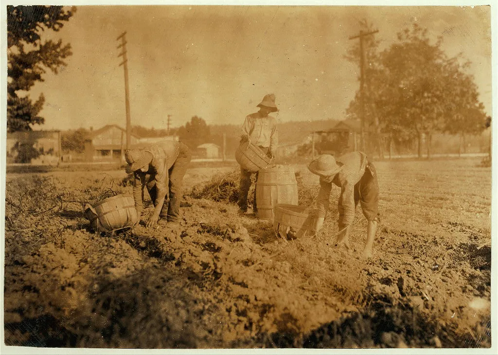 Digging potatoes. 14 and 16 years old. Location: Hardin County--West…, Kentucky, 1916